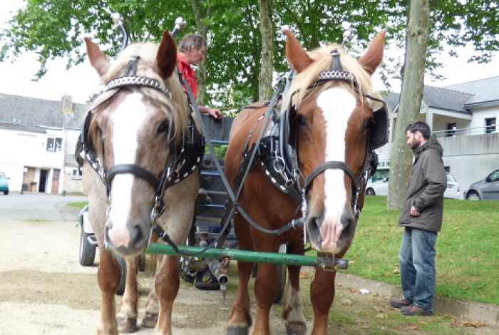 Le cheval territorial