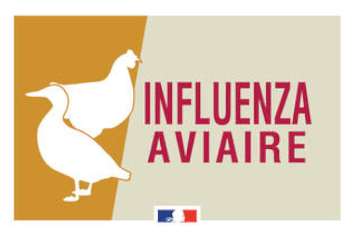 Influenza Aviaire