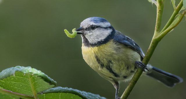 Effondrement de la biodiversité
