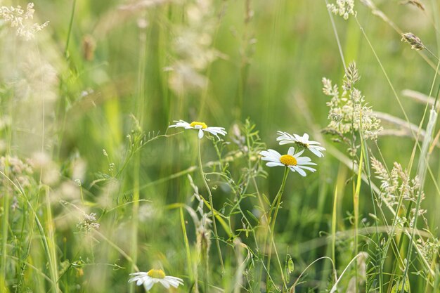 Changer son regard sur les herbes sauvages