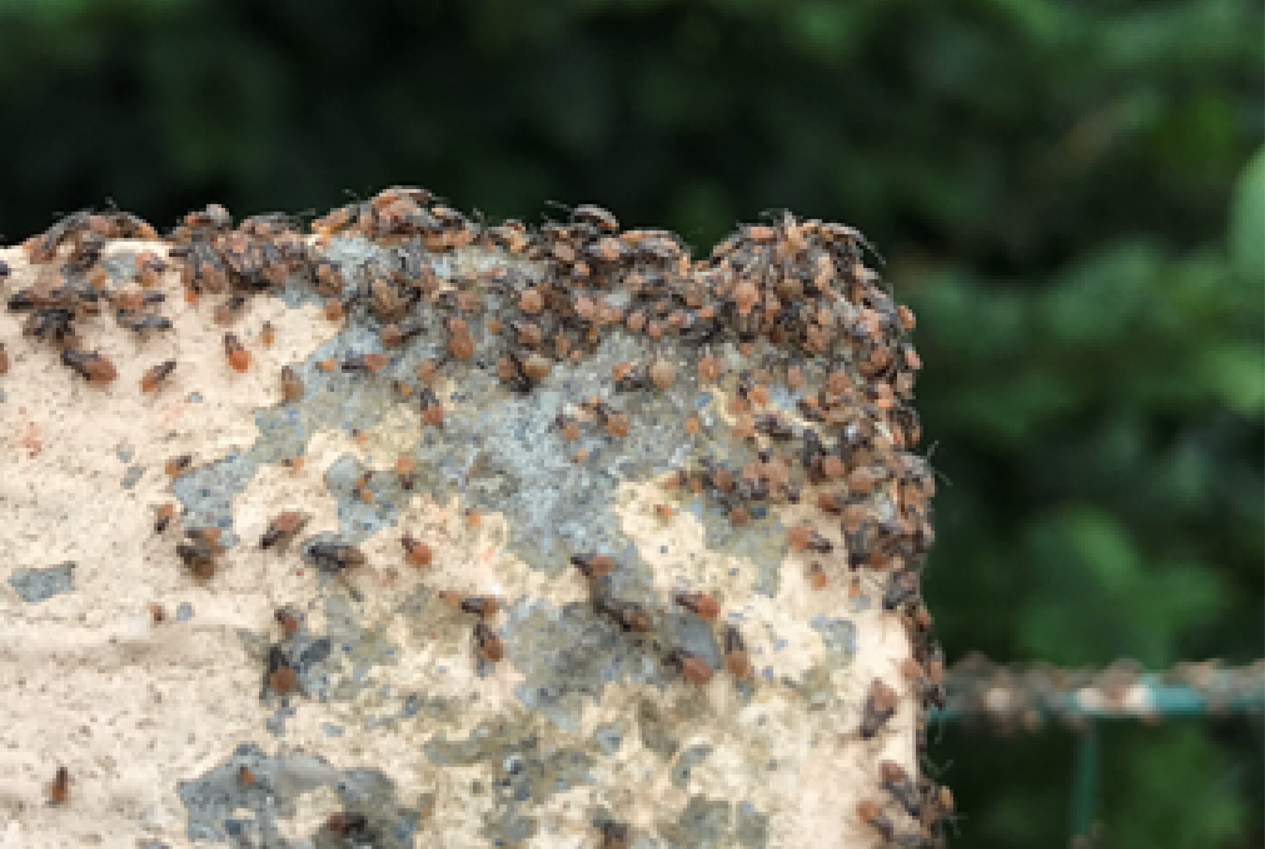 ⚠️ Le Morbihan face à une pullulation de punaises des champs